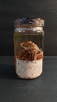 藏品(尖烏賊)的圖片