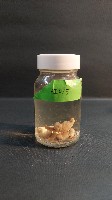 藏品(馬氏鱉甲蝸牛)的圖片