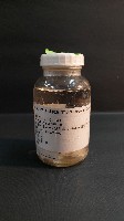 藏品(鞋魁蛤)的圖片