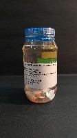 藏品(饅頭蟹)的圖片