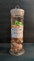藏品(海綿)的圖片