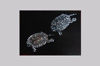 藏品(高蒔繪漆版六 )的圖片