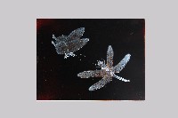 藏品(高蒔繪漆版七 )的圖片