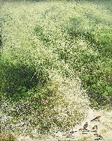 藏品(春風)的圖片