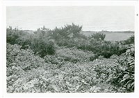 藏品(鍾明星照片集)的圖片