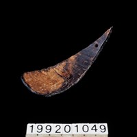 藏品(椰殼匙)的圖片