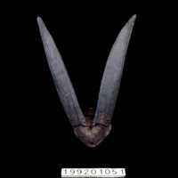 藏品(羊角)的圖片