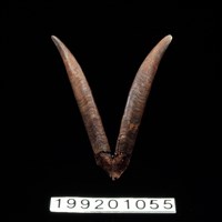 藏品(羊角)的圖片