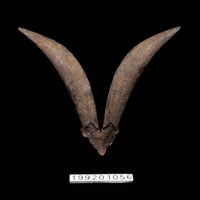 藏品(羊角)的圖片