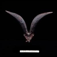 藏品(羊角)的圖片