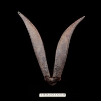 藏品(羊角)的圖片