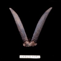 藏品(羊角)的圖片