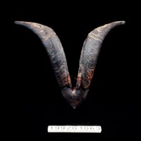 藏品(羊角)的圖片