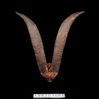 藏品(羊角)的圖片