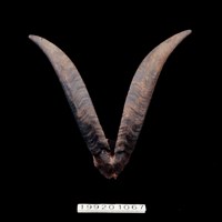 藏品(羊角)的圖片