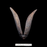 藏品(羊角)的圖片