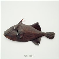 藏品(魚皮標本)的圖片