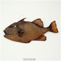 藏品(魚皮標本)的圖片