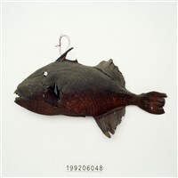 藏品(魚皮標本)的圖片