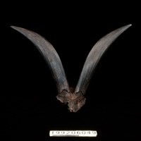 藏品(羊角)的圖片