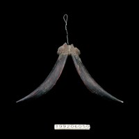 藏品(羊角)的圖片