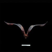 藏品(羊角)的圖片