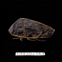 藏品(皮帽)的圖片