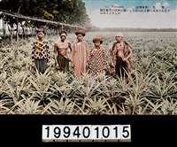 藏品(明信片)的圖片