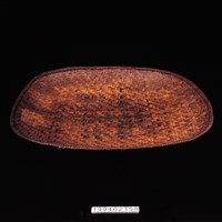 藏品(竹籩)的圖片