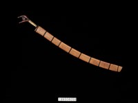 藏品(刀)的圖片