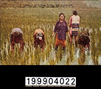 藏品(明信片)的圖片