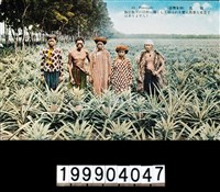 藏品(明信片)的圖片