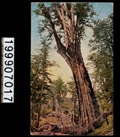 藏品(明信片)的圖片