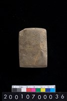 藏品(有段石錛)的圖片