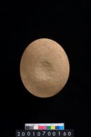 藏品(石錘)的圖片