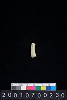 藏品(玉耳飾)的圖片