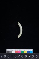 藏品(玉耳飾)的圖片