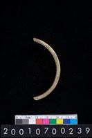 藏品(玉環)的圖片