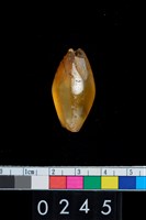 藏品(瑪瑙珠)的圖片