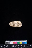 藏品(豬臼齒)的圖片