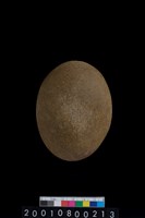 藏品(石錘)的圖片