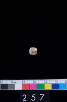 藏品(琉璃珠)的圖片