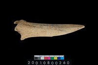 藏品(獸骨)的圖片