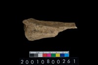 藏品(獸骨)的圖片