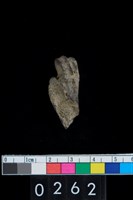 藏品(鹿骨)的圖片