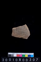 藏品(腹片)的圖片