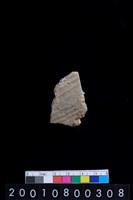 藏品(腹片)的圖片