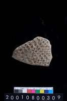 藏品(腹片)的圖片