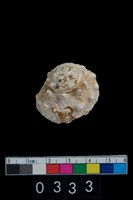 藏品(蠑螺)的圖片