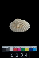 藏品(血蚶或毛蚶)的圖片